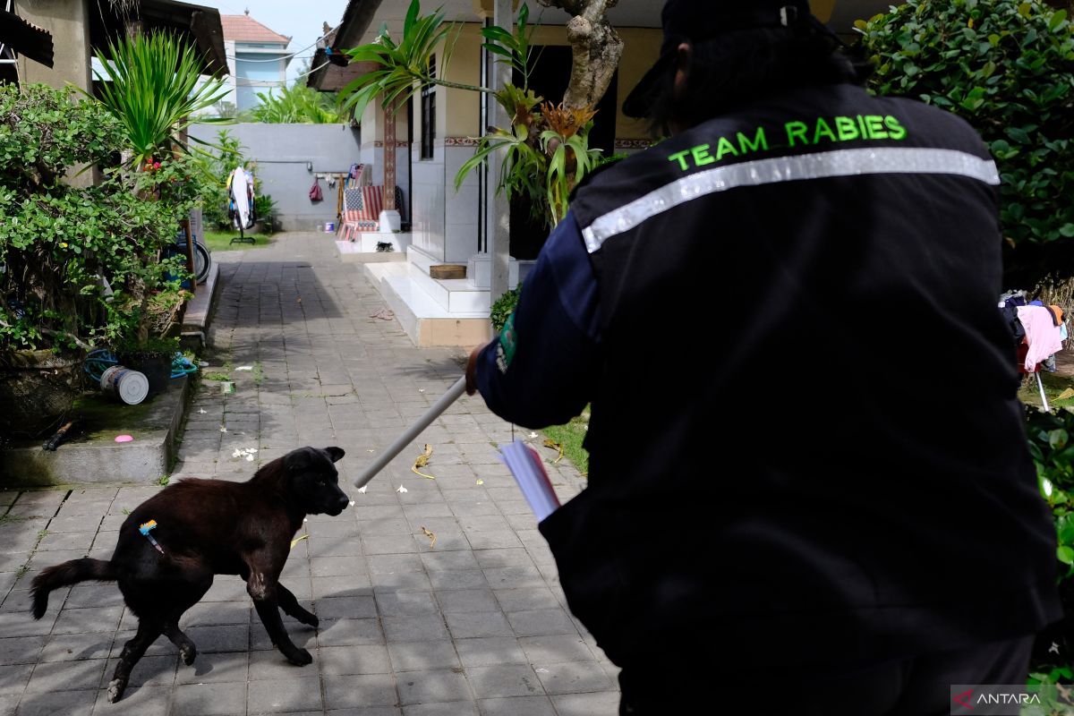 PDHI Bali jelaskan eutanasia bukan asal eliminasi anjing liar