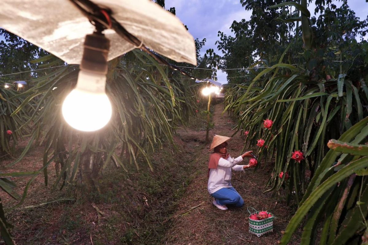 Program electrifying agriculture PLN wakili Indonesia di tingkat global
