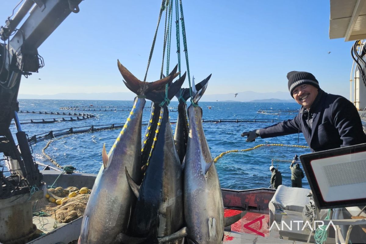 KKP adopsi teknologi budi daya ikan tuna dari Turki