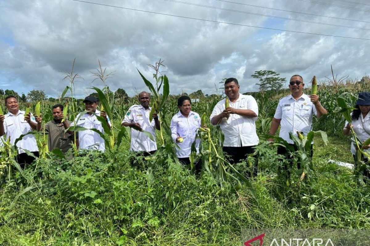 Kabupaten Sorong panen jagung dan semangka sebanyak 11,2 ton