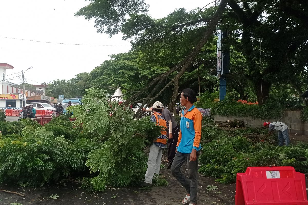 Antisipasi roboh akibat hujan dan angin, Pemkab Lebak pangkas pohon tua