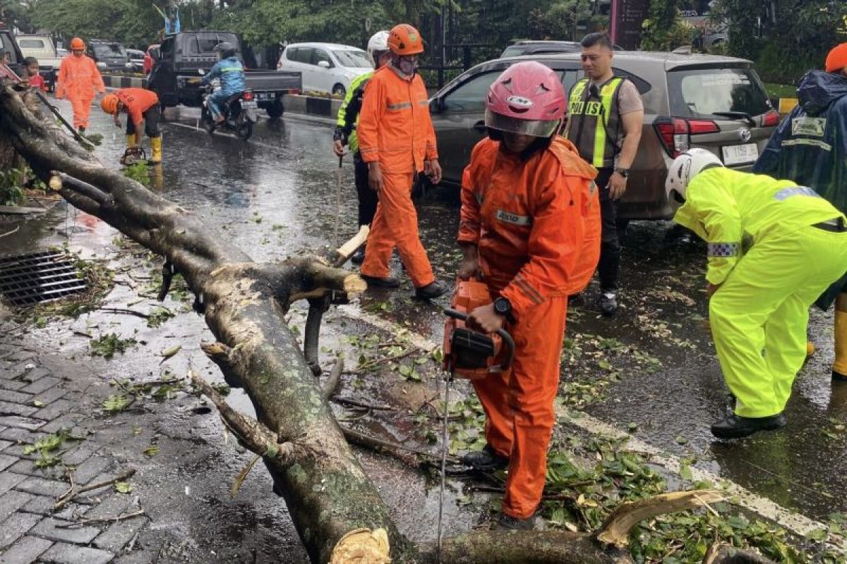 Hujan deras di Malang, sejumlah pohon tumbang