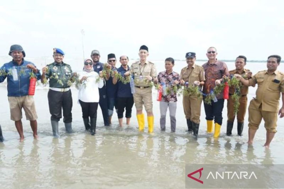 Pemkab Bangkalan budidaya rumput laut di pesisir pantai