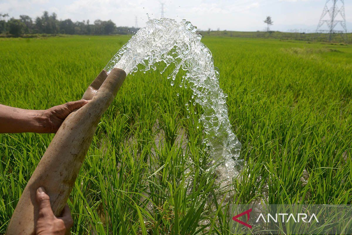 Pemkab Aceh Selatan targetkan produksi padi sebanyak 39,7 ribu ton