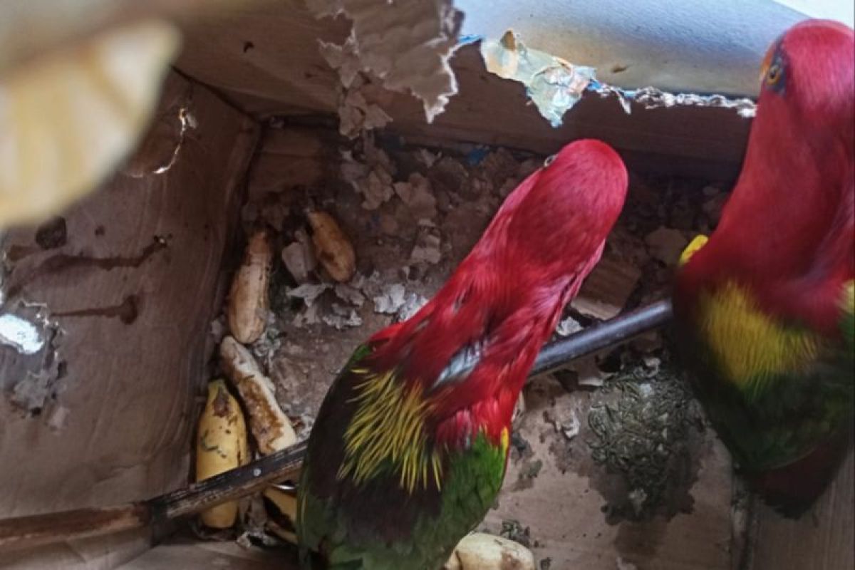 BKSDA Maluku amankan burung Kasturi Ternate di Ambon