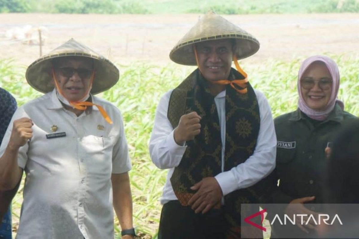 Mentan tanam jagung di Sumbawa untuk perkuat persediaan nasional