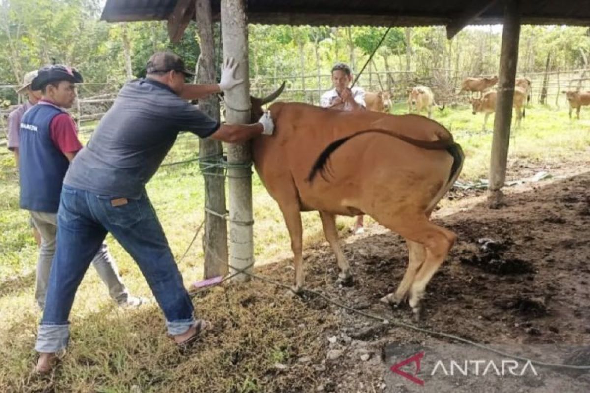 Pemkab Nagan Raya targetkan vaksinasi 10.000 ternak di 2024