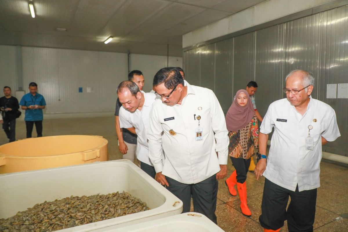 Ekspor perdana 20 ton udang beku Jateng ke Australia