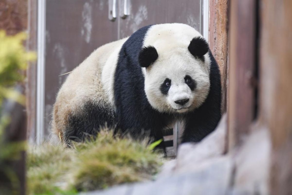 Populasi panda liar di China meningkat jadi hampir 1.900 ekor