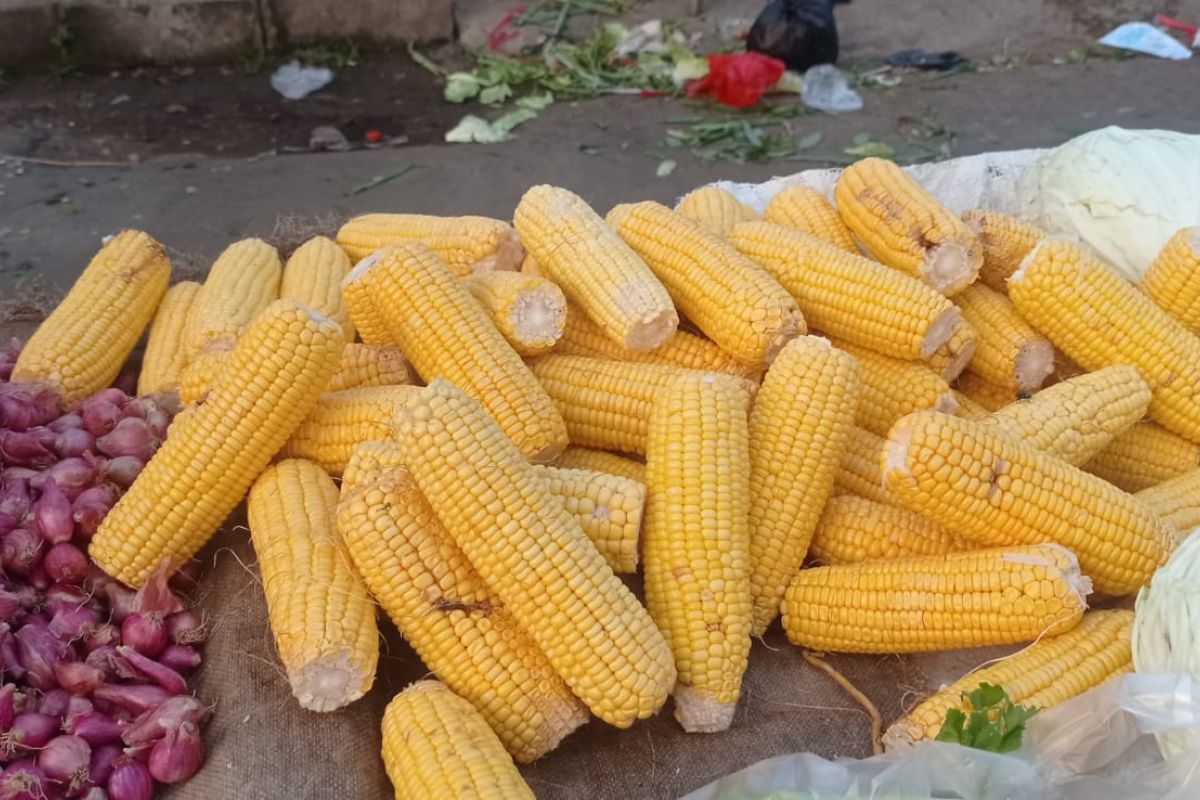 Produksi jagung di Lebak hanya 3.193 ton