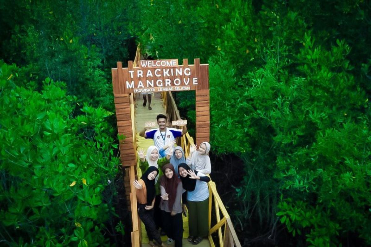 PLN bangun jalur jelajah kawasan wisata mangrove Lembar Selatan Lombok Barat