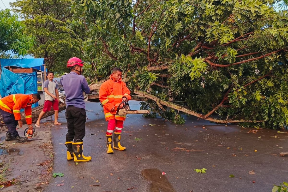 Damkarmat Lampung Selatan evakuasi pohon tumbang tutupi jalan
