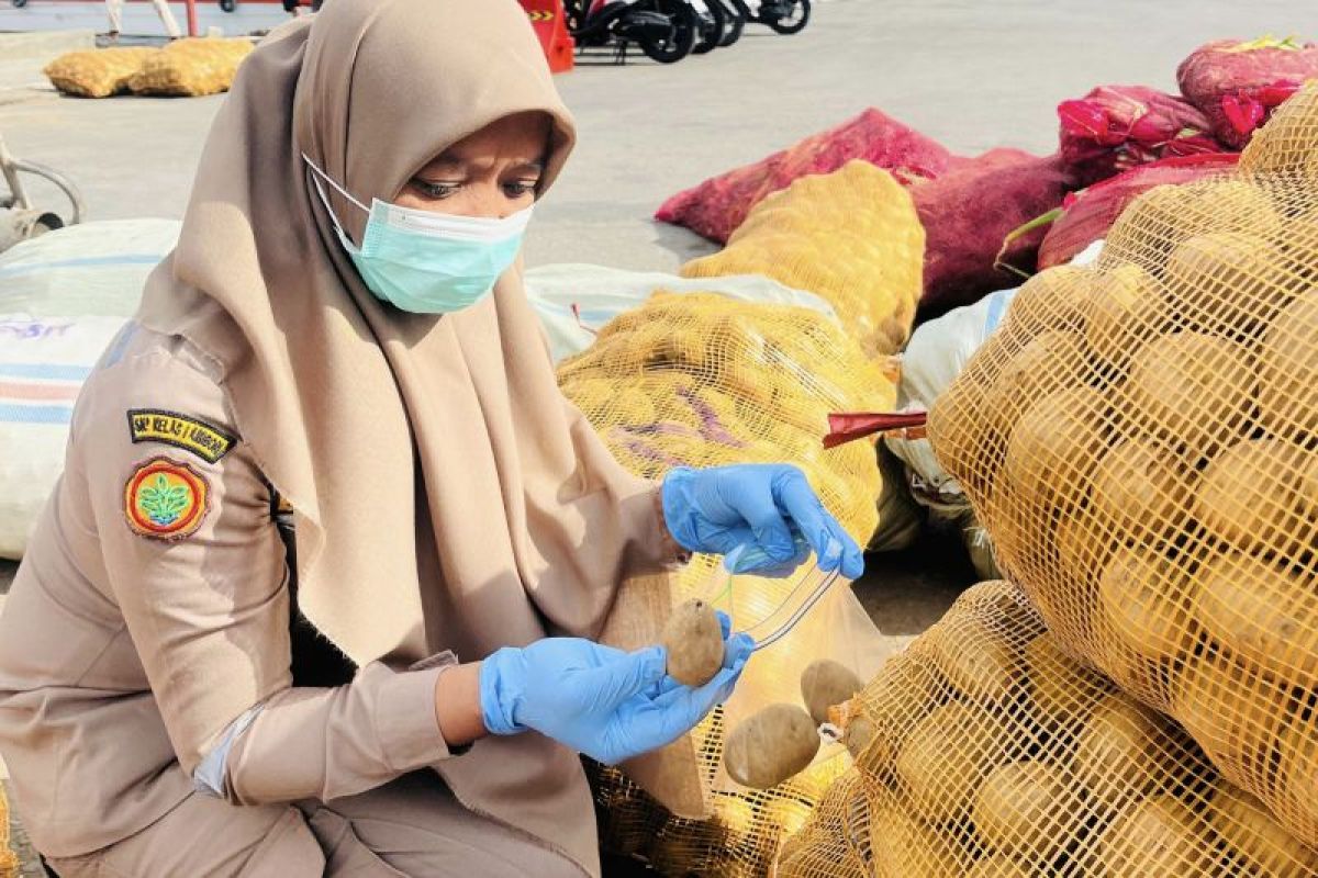 Cegah penyebaran penyakit, BKHIT Maluku periksa kentang asal Manado
