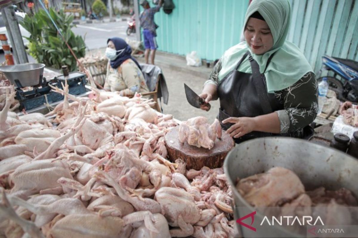 Bangka Belitung  tambah pasokan 10 ton daging ayam jelang Imlek