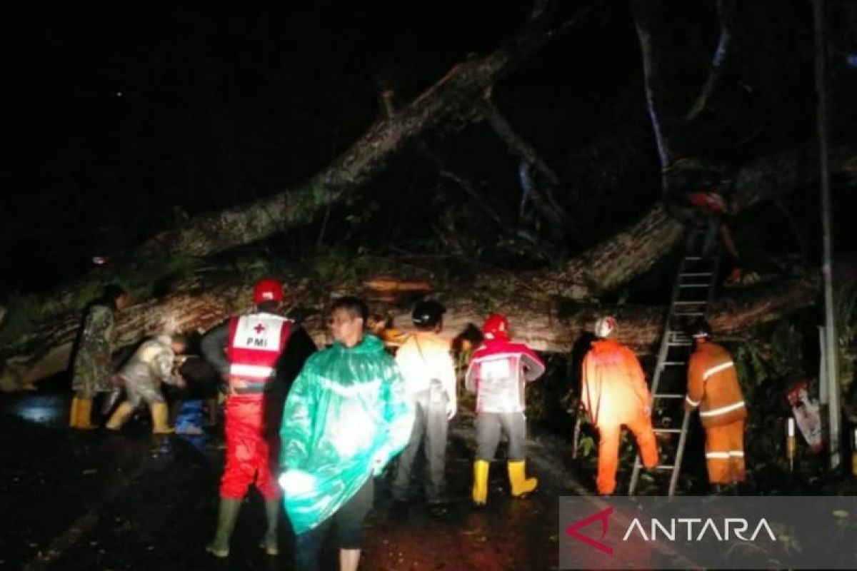 Petugas lakukan penanganan pohon tumbang tutup jalur Puncak