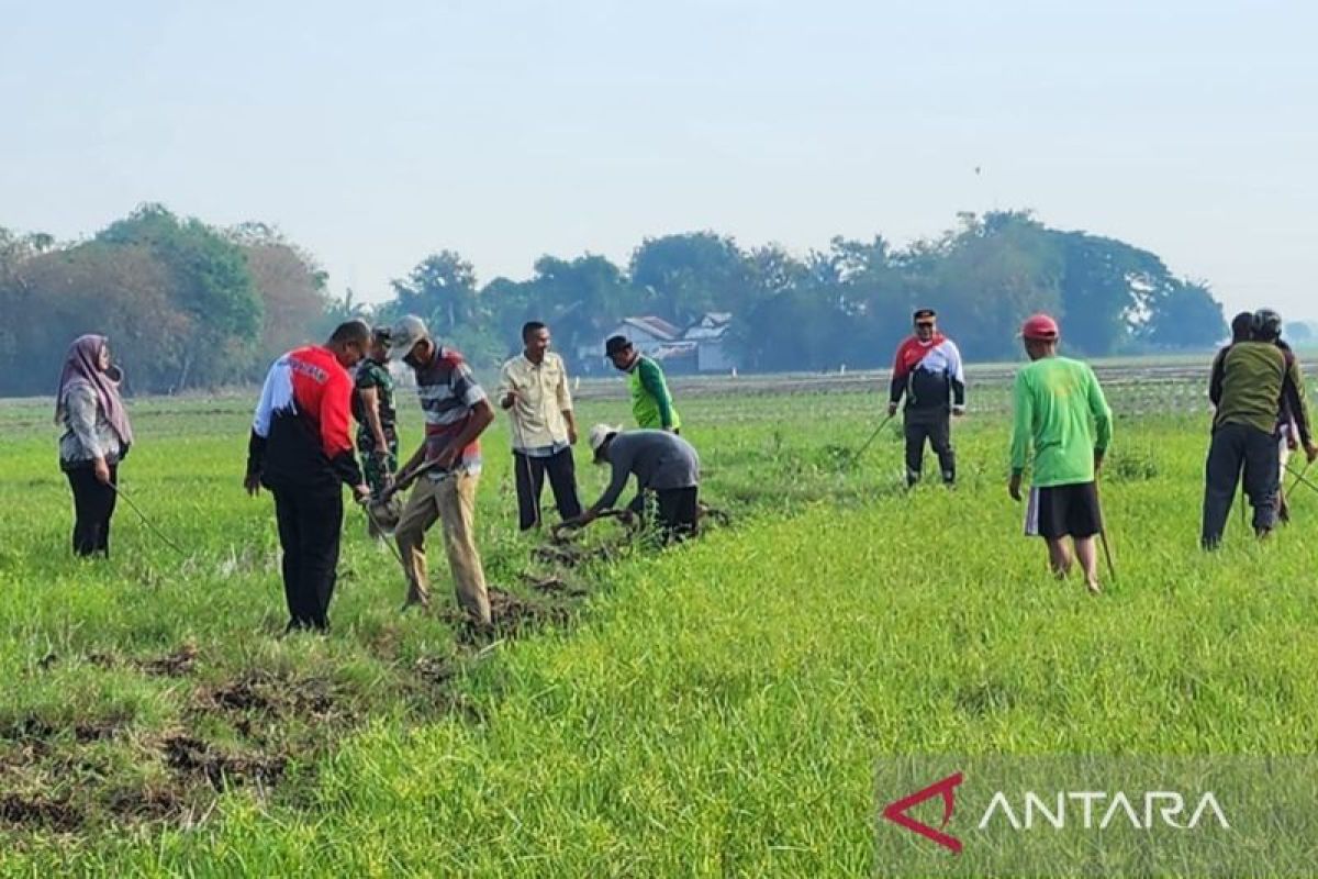 Pemkab Bekasi minta para petani waspadai hama tikus