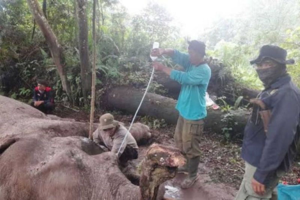 Polda Riau selidiki kematian gajah latih di TN Tesso Nilo