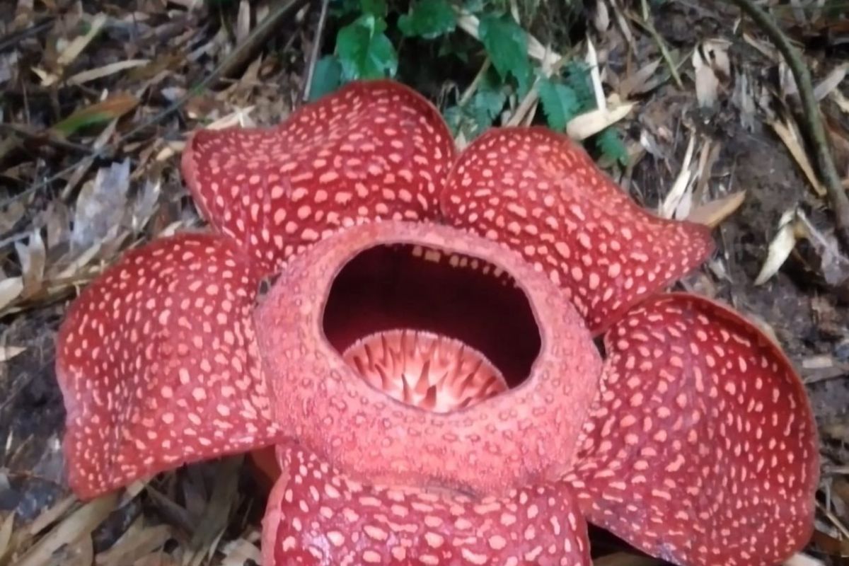 Lima individu bunga rafflesia mekar sempurna di Agam selama Januari 2024