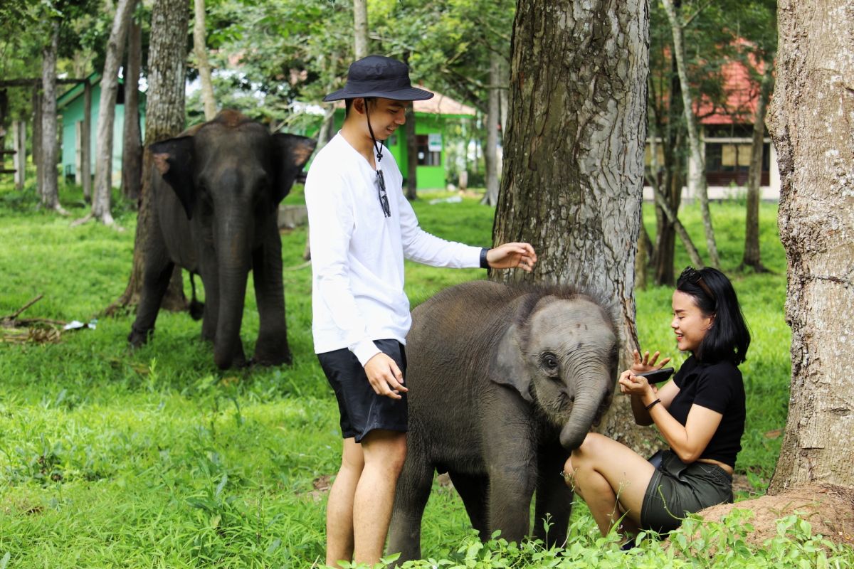 Meeting Sumatran elephants at Way Kambas National Park