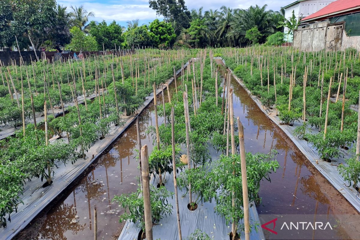 Distan Mukomuko bangun lahan pertanian modern