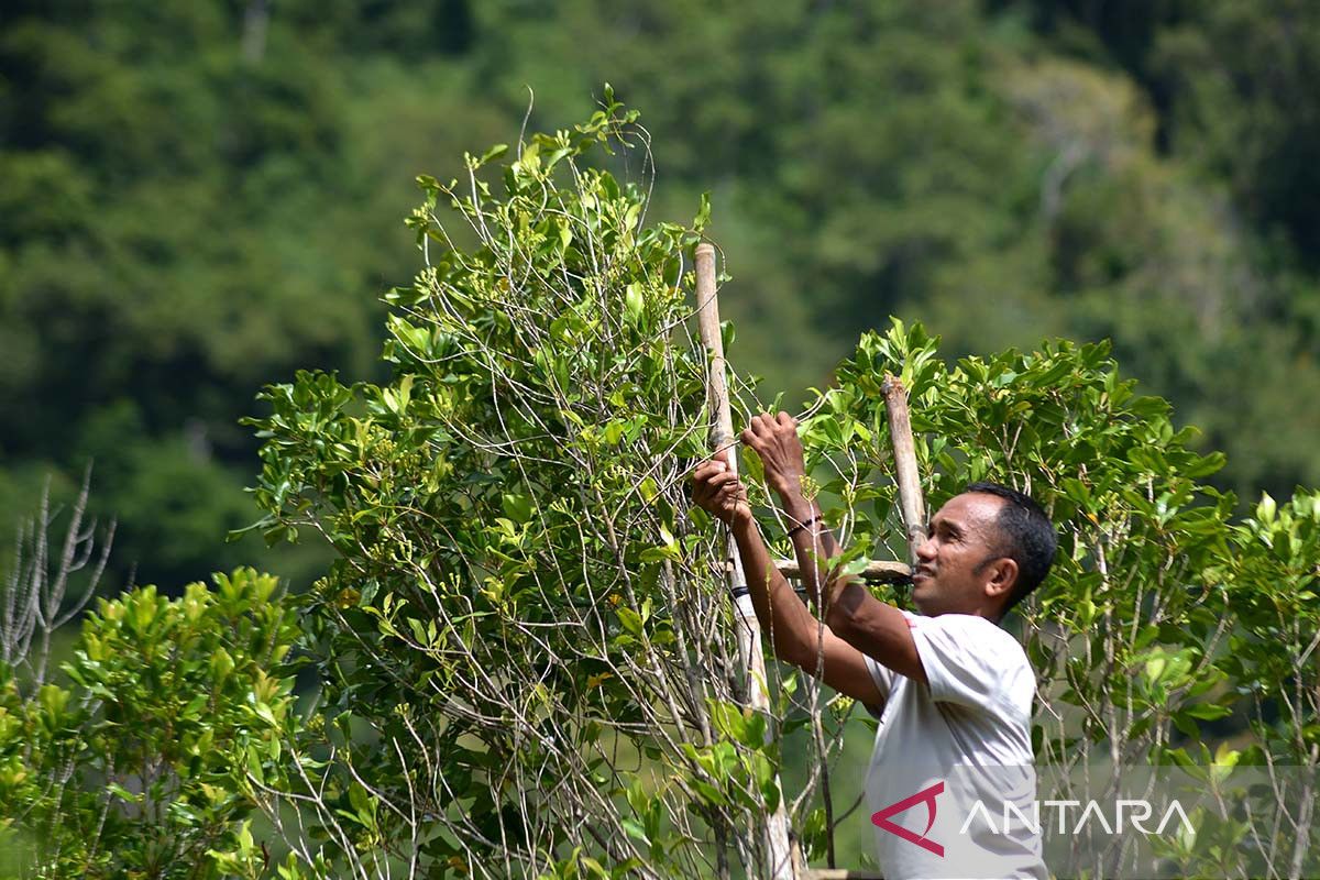 FOTO - Panen perdana cengkih di Perbukitan Aceh Besar