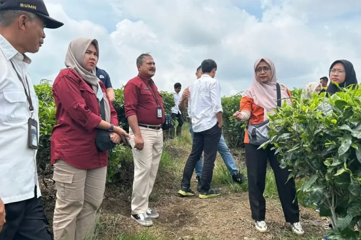 Kebun Teh Afdeling Lawang Kedaton bisa jadi objek wisata