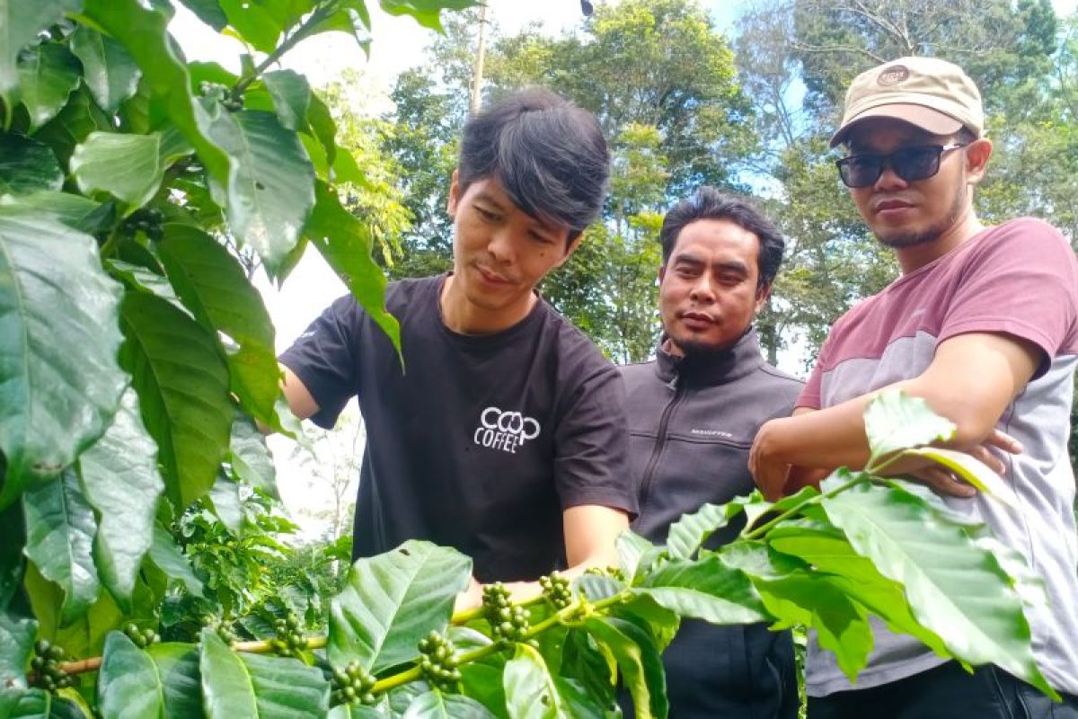 MPIG Kopi Arabika Sembalun titip harapan ke Coop Coffee Indonesia