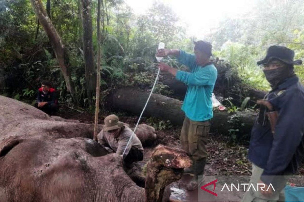 Polda Riau uber pembunuh gajah latih di Taman Nasional Tesso Nilo