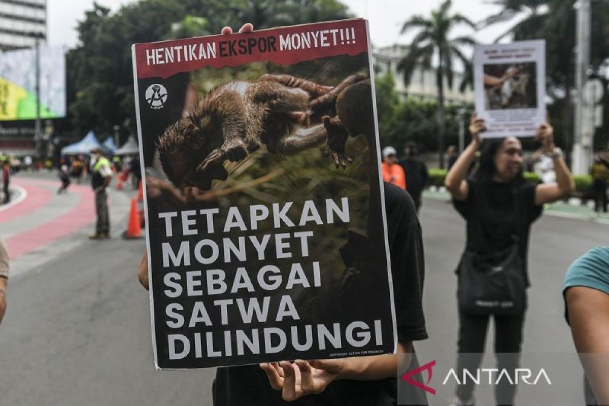 Monyet ekor panjang di Indonesia belum masuk satwa dilindungi