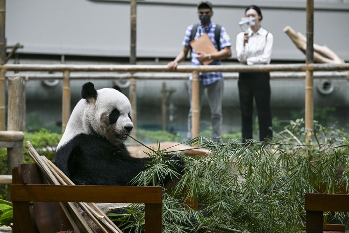 Malaysia akan upayakan perpanjangan masa tinggal panda raksasa