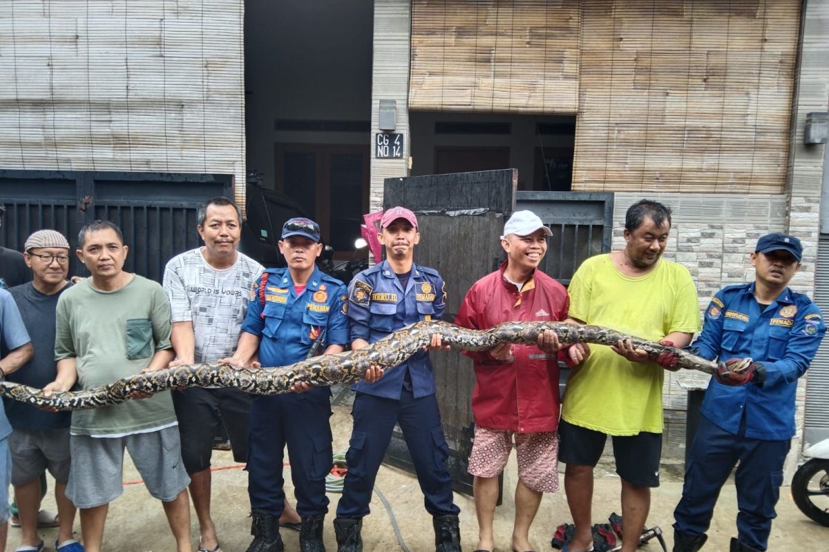 Damkar Kota Tangsel evakuasi ular piton pemangsa kucing peliharaan