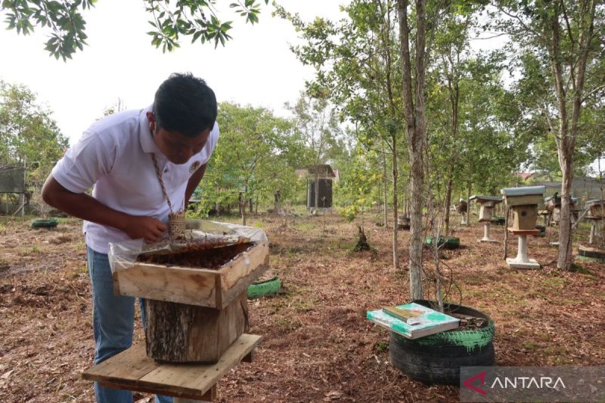 Menuai manisnya madu kelulut di jantung Borneo
