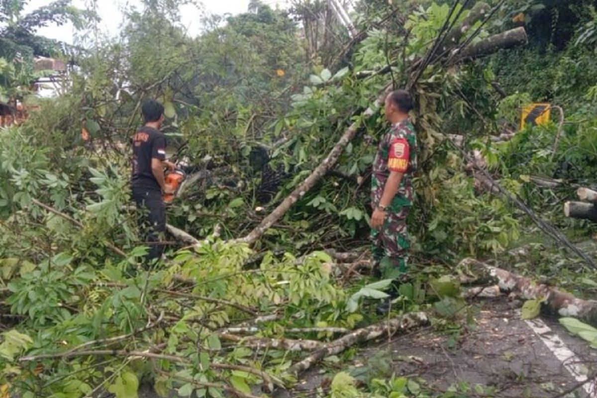 Diterjang angin kencang, pohon dan tiang listrik di Pesisir Selatan tumbang