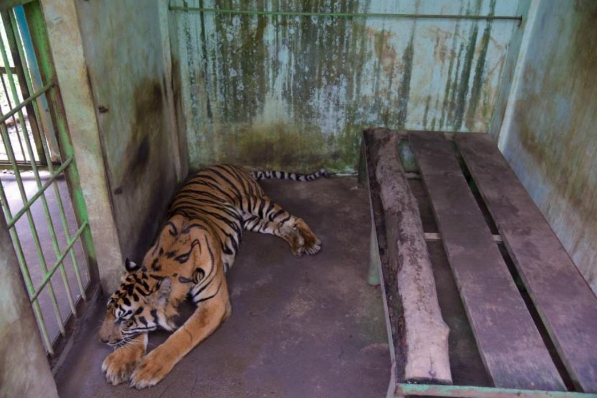 Walhi Sumut: Segera tutup Kebun Binatang Medan usai empat ekor harimau mati