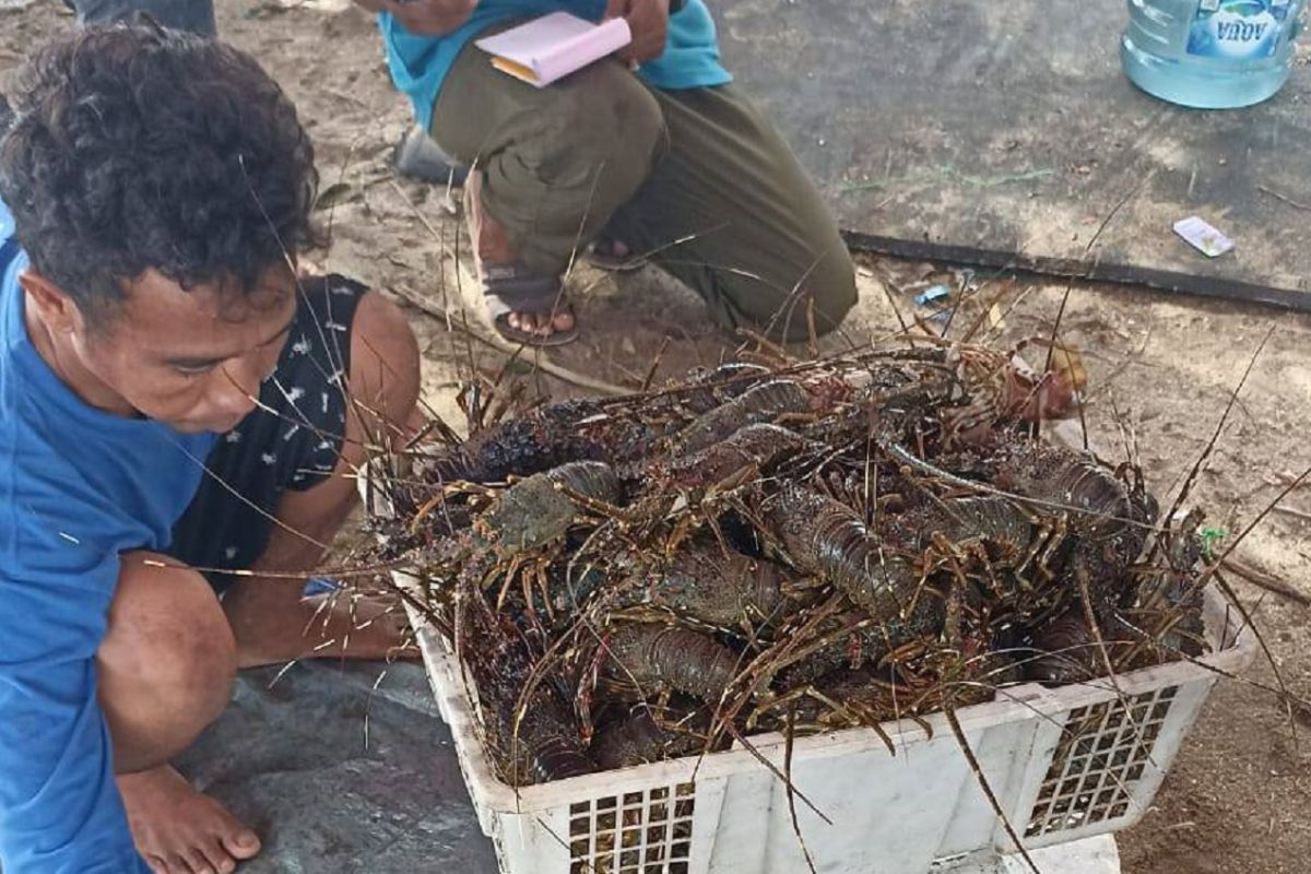 HNSI Sukabumi optimistis budidaya lobster berkembang pesat