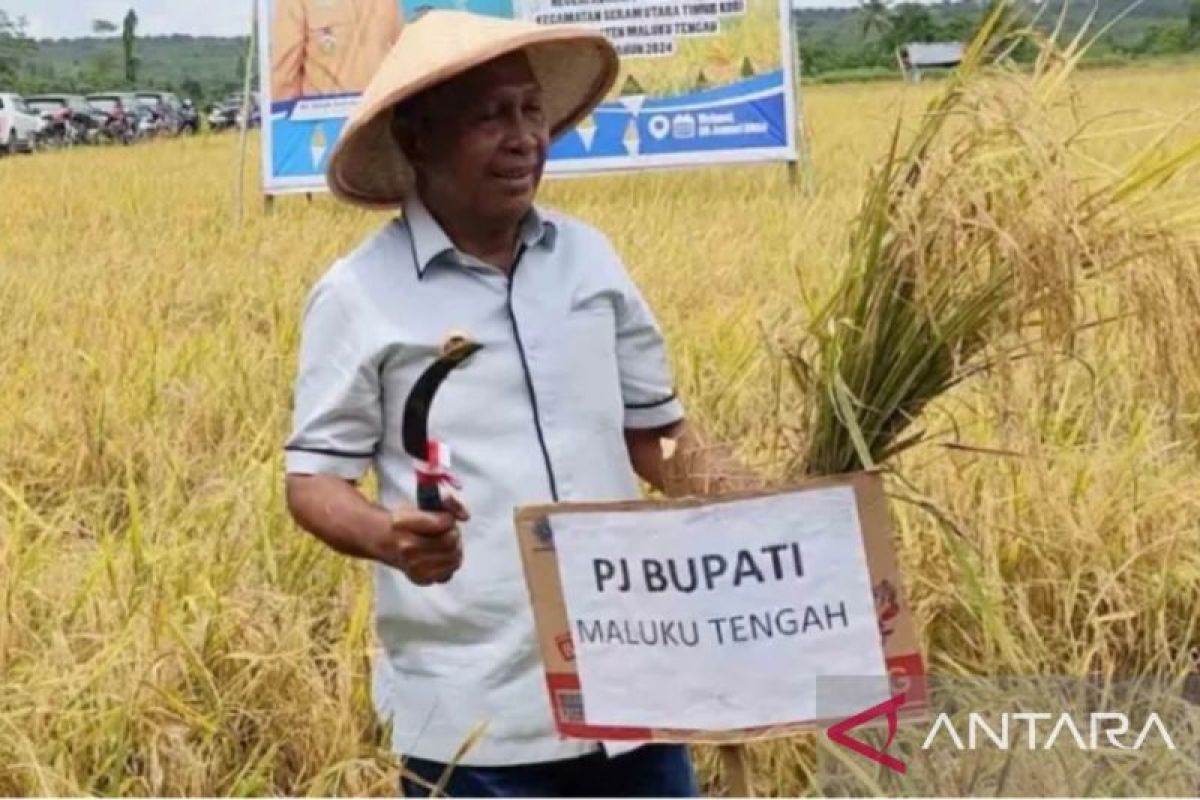 Panen 300 hektare padi, Pemkab Malteng tingkatkan kemandirian pangan