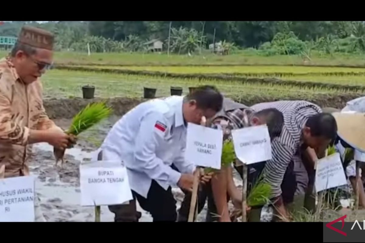 Pemkab Bangka Tengah dorong petani membudidayakan padi organik