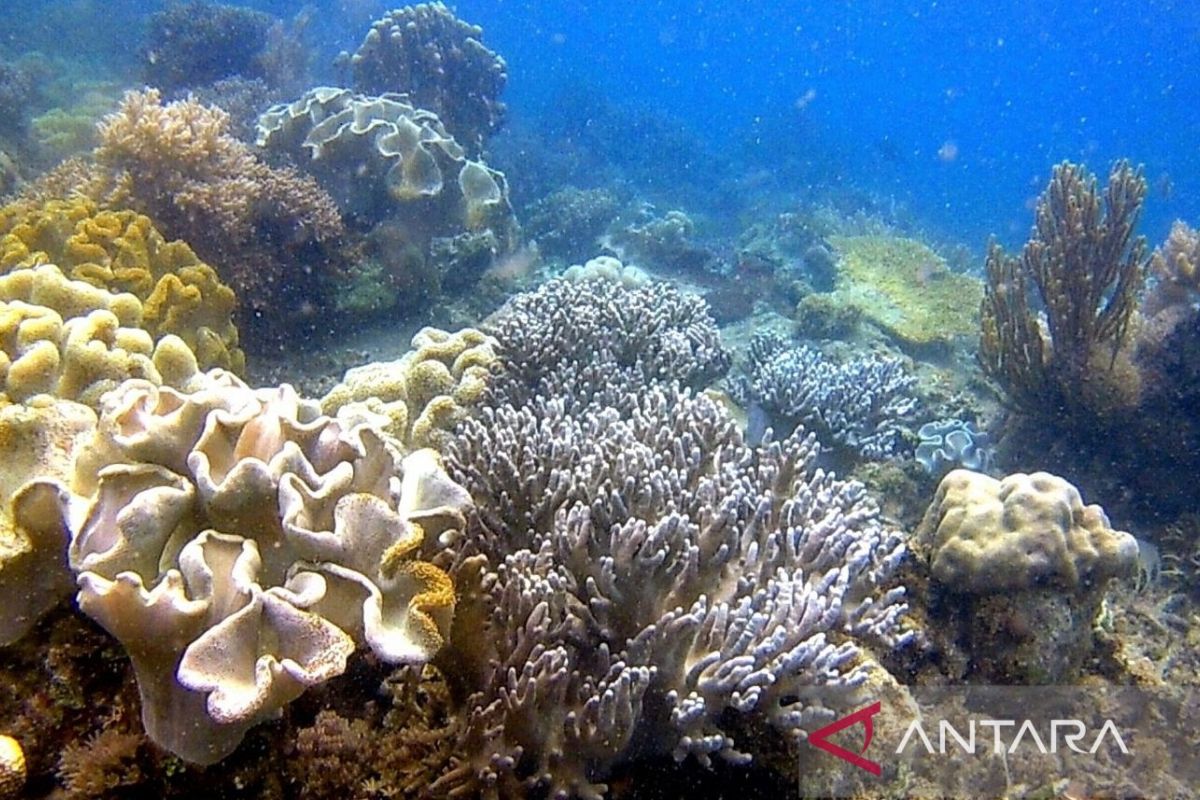 Menjangkau surga bawah laut tersembunyi di Pulau Miang, Kutai Timur