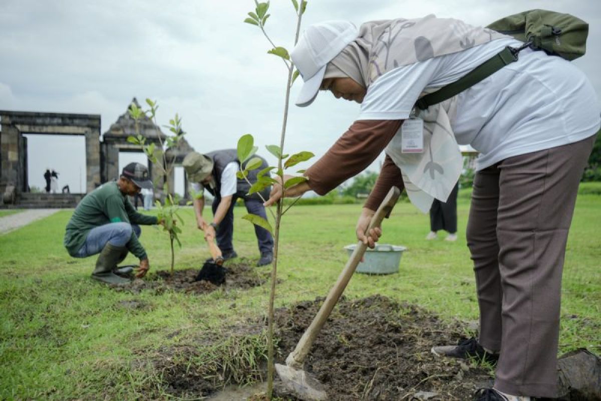 TWC tanam 1.200 bibit pohon di destinasi Keraton Ratu Boko