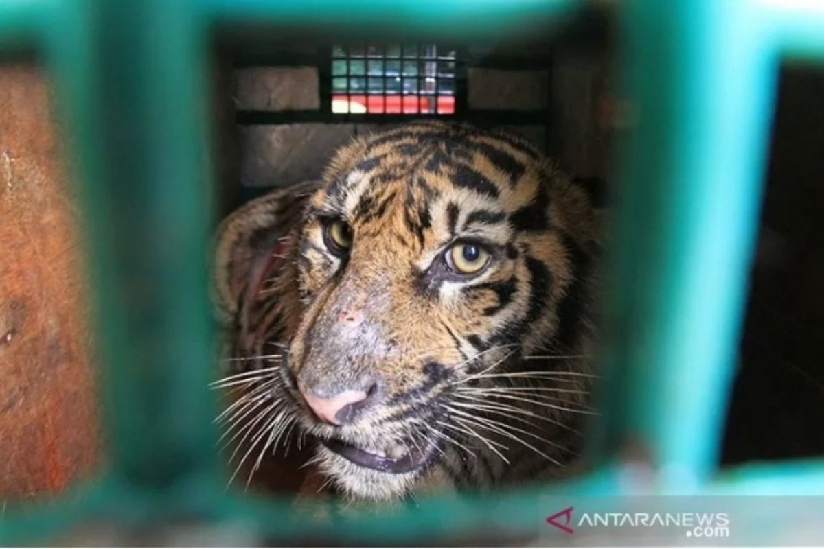 Empat ekor harimau mati, Pemkot diminta serius benahi "Medan Zoo"