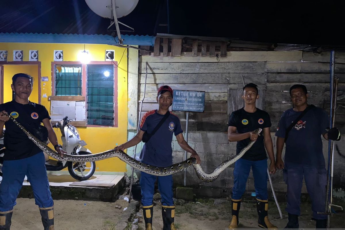 Damkar BPBD Belitung berhasil evakuasi ular sanca empat meter di plafon kamar