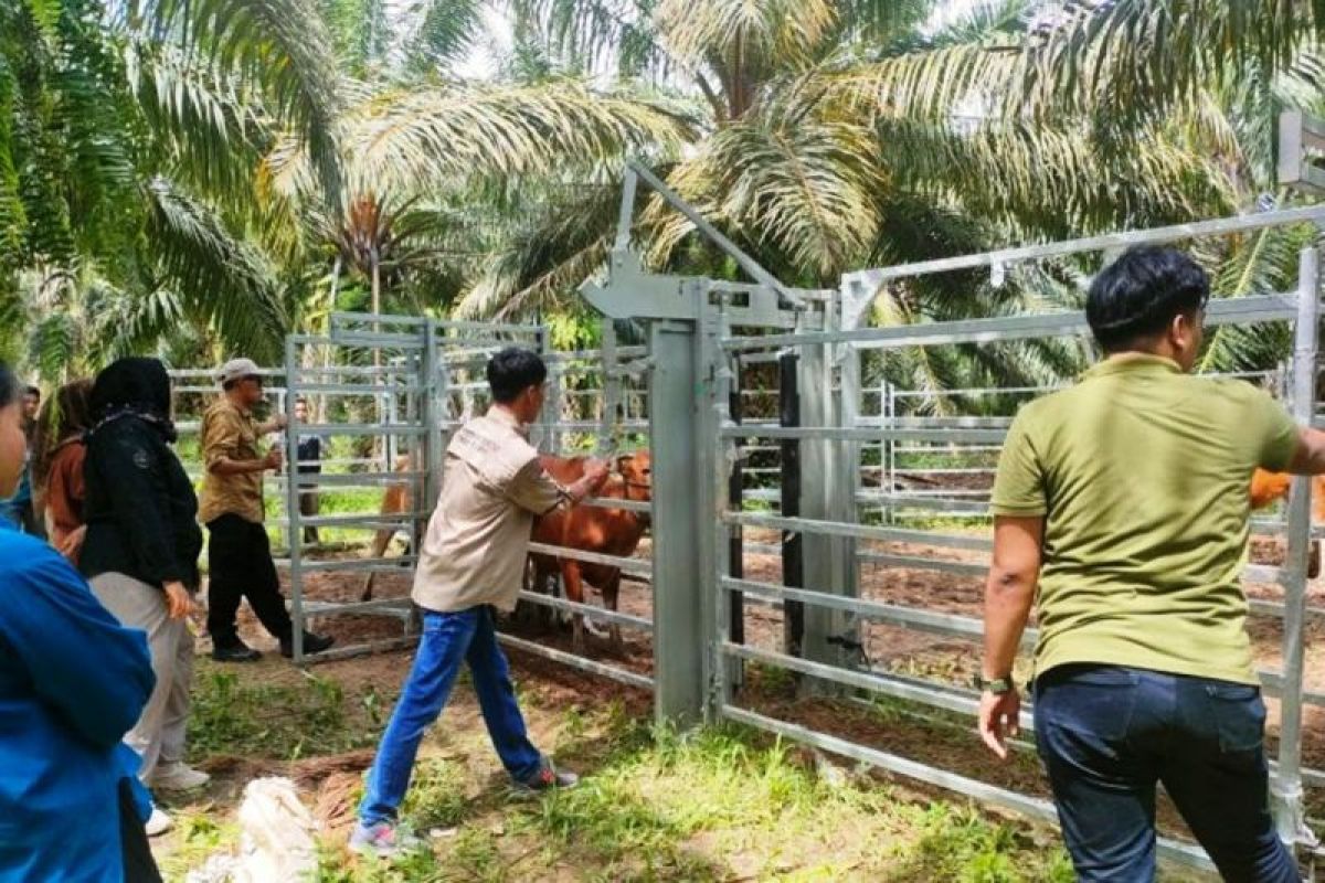 Disbunak Paser siapkan kandang jepit periksa ternak  di lahan sawit