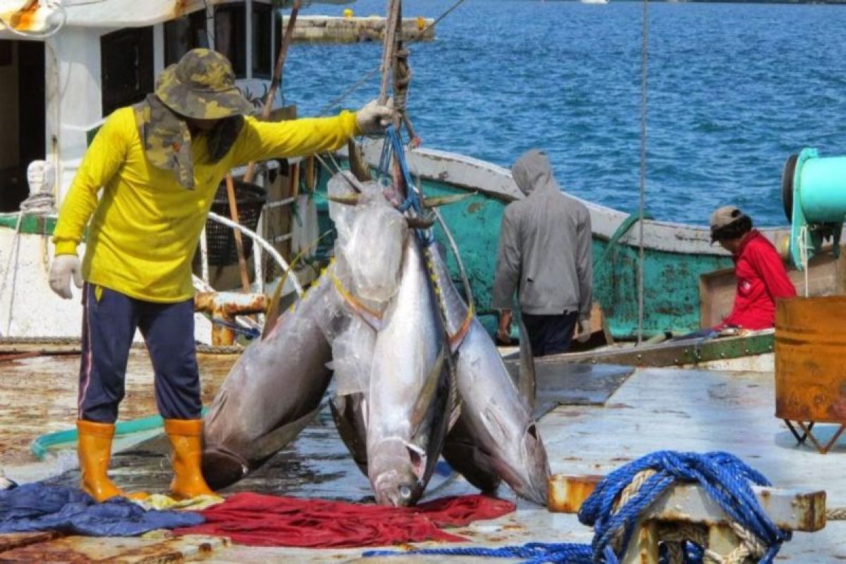 Perikanan Indonesia clocked Rp31 billion in fishery exports in 2023