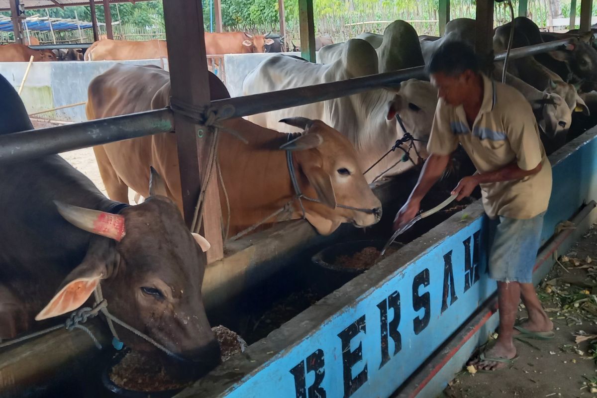 Disnakkeswan Gorontalo Utara cegah inflasi pangan asal hewan