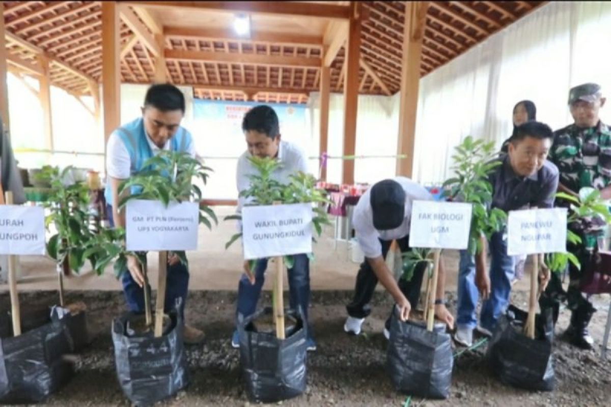 PLN tanam 4.000 pohon pakan lebah, berdayakan Kampung Madu Kedungpoh DIY