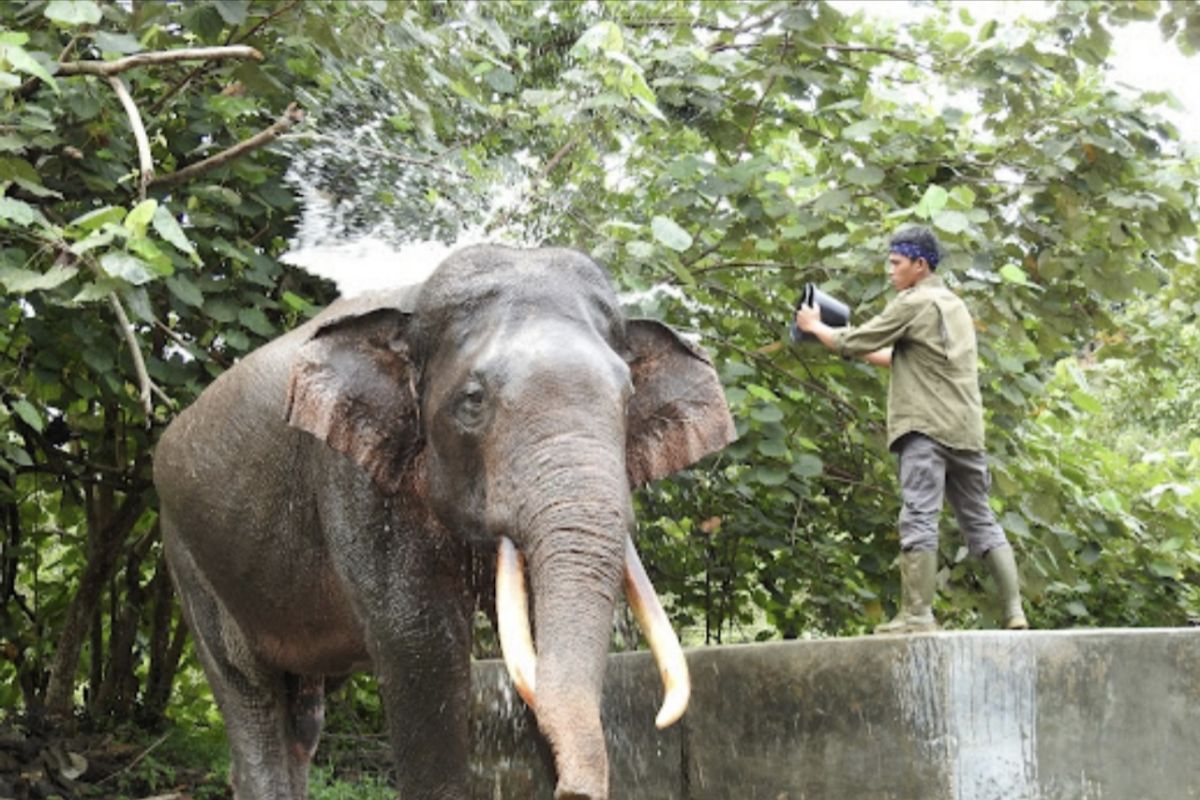 Masyarakat dukung penegakan hukum kematian gajah patroli Tesso Nilo