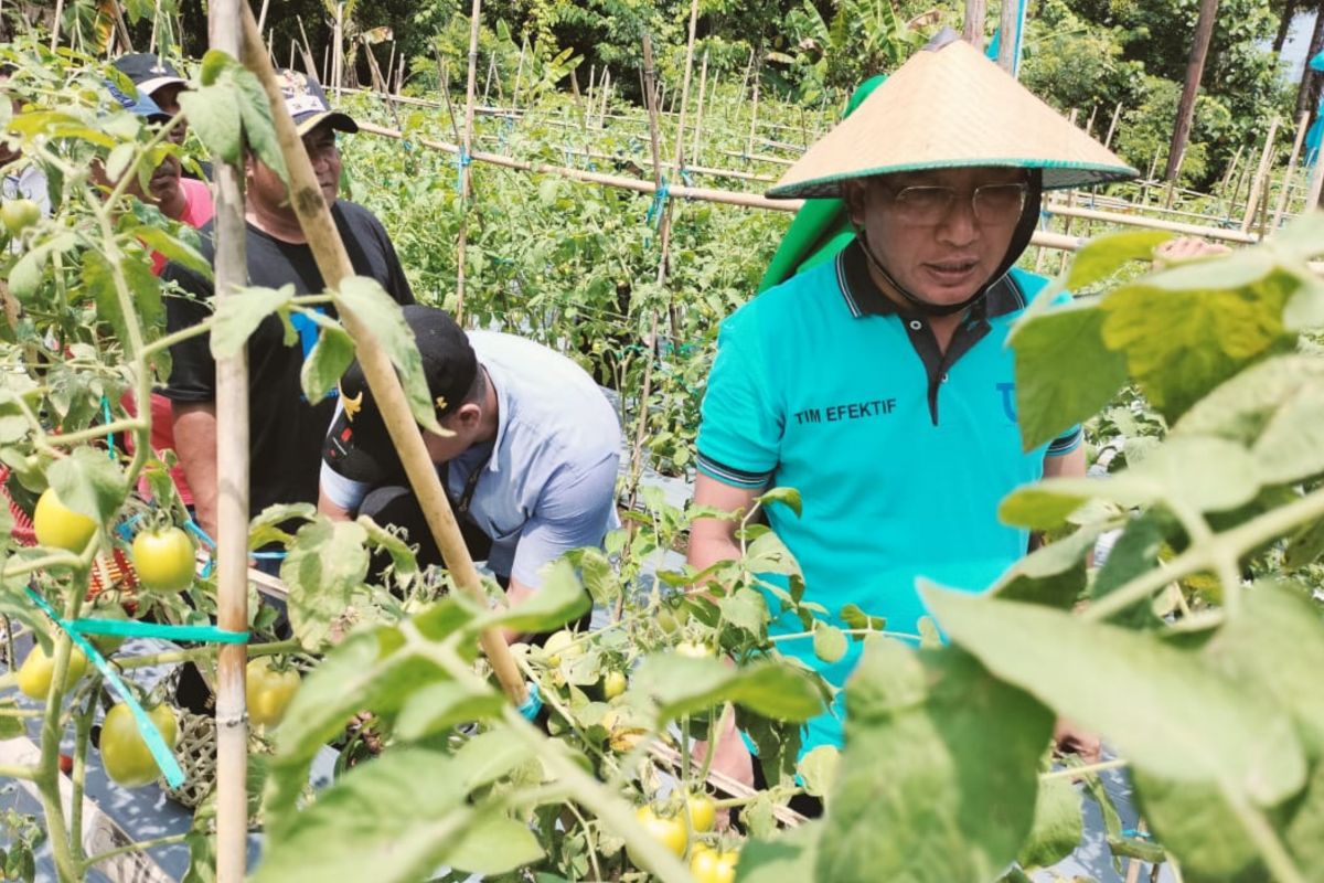 Dinas Pertanian Ternate salurkan bantuan bibit bawang 13 ton ke petani