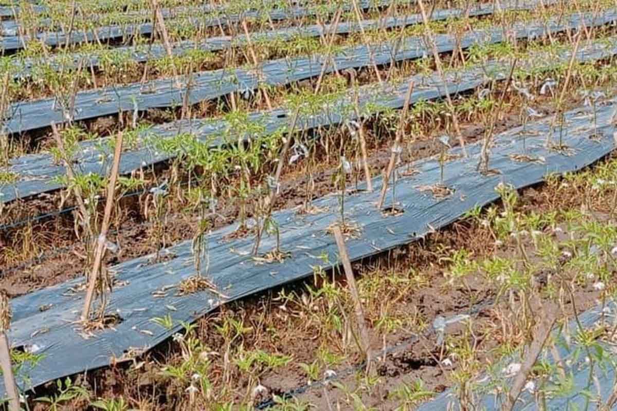 Ribuan batang cabai di Simeulue diracun orang tak dikenal