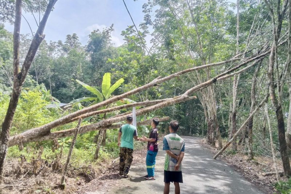 Relawan Mantimin bahu-membahu tangani pohon tumbang di jalan umum