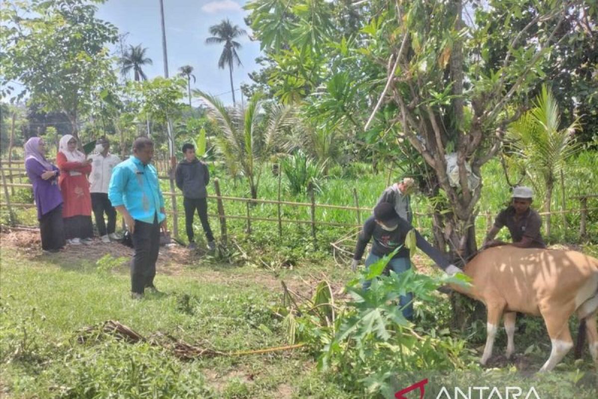 Disnakkeswan Gorontalo Utara target vaksinasi 5.000 ekor sapi